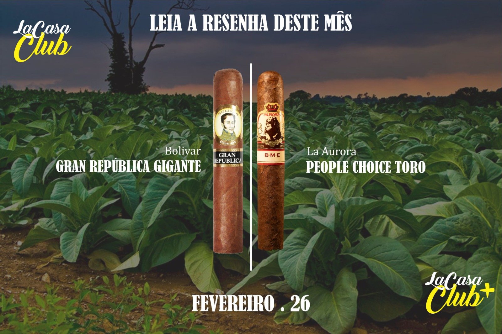 Bolivar Gran República Gigante | La Aurora People Choice Toro